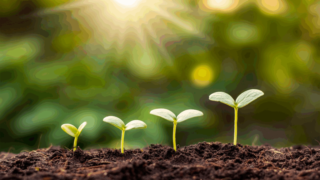 Image of seedlings germinating